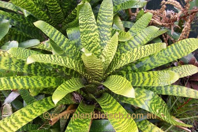 وریزیا هایروجلیفیکا